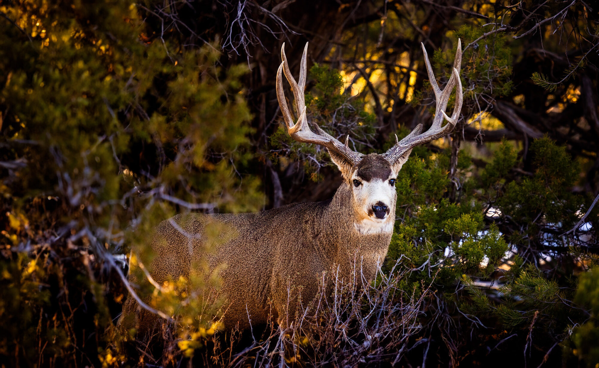 Mule deer buck in the forest