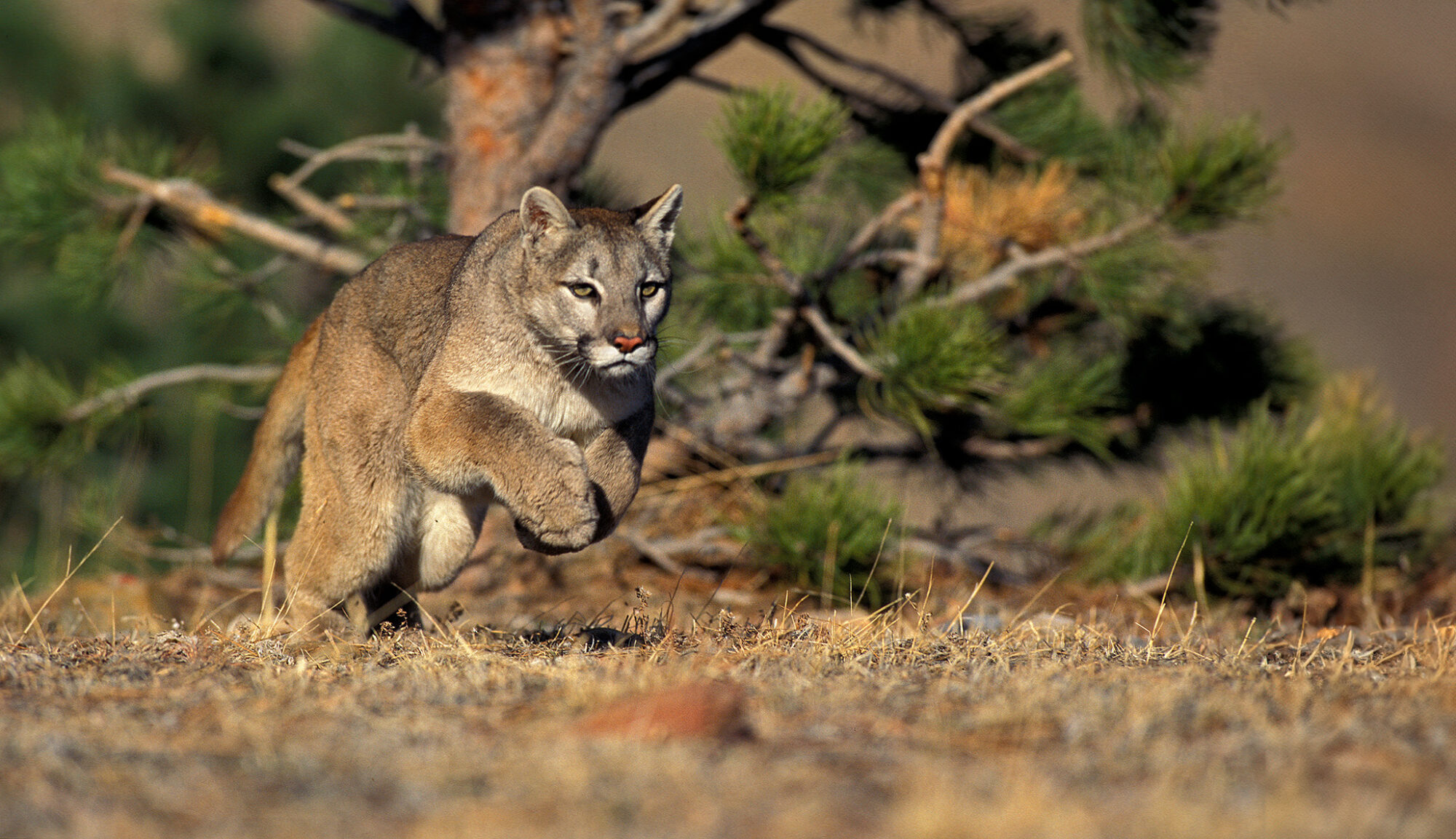 Cougar Puma Running in the Mountains